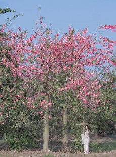  桜桃喵 - 温柔之汉服桃花